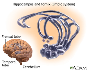 Brain Images