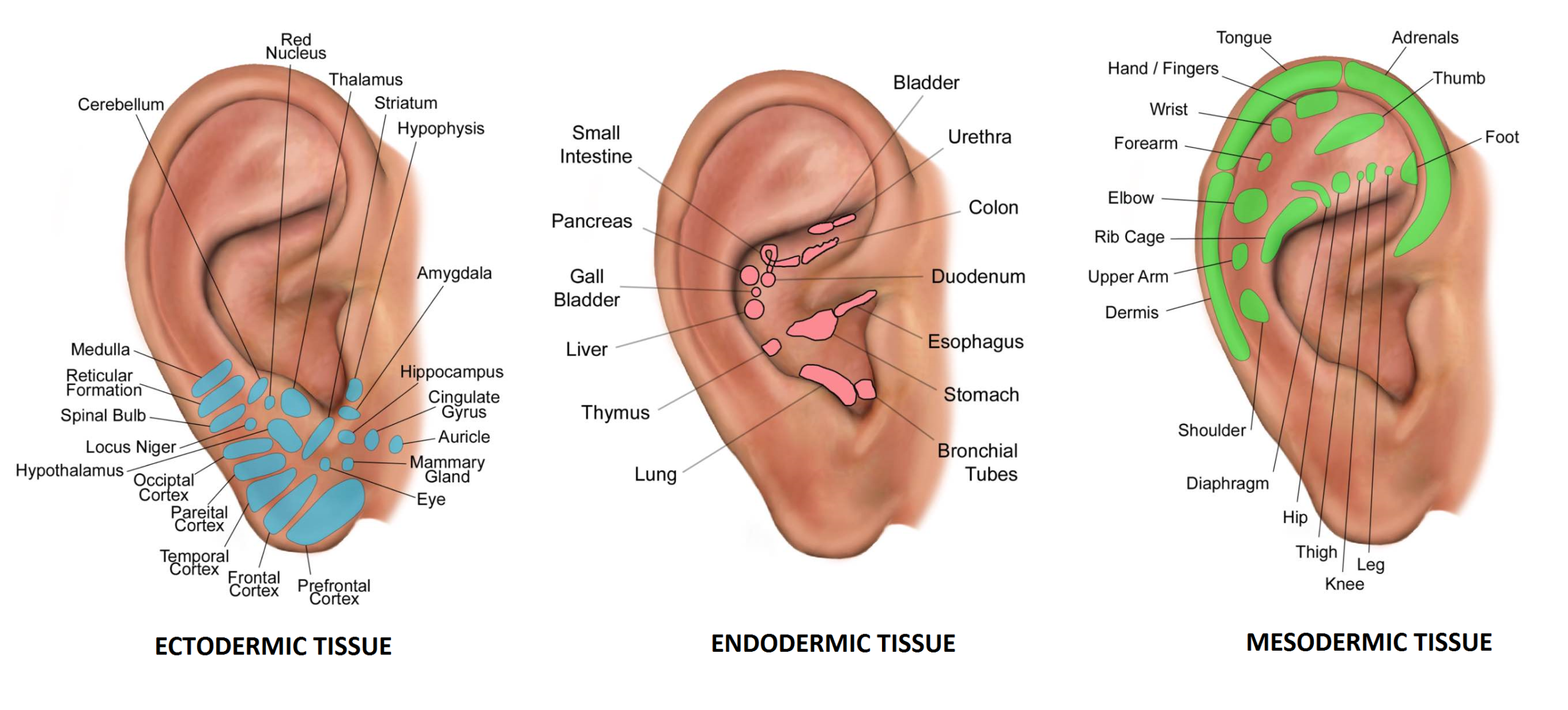 Ear Tissues